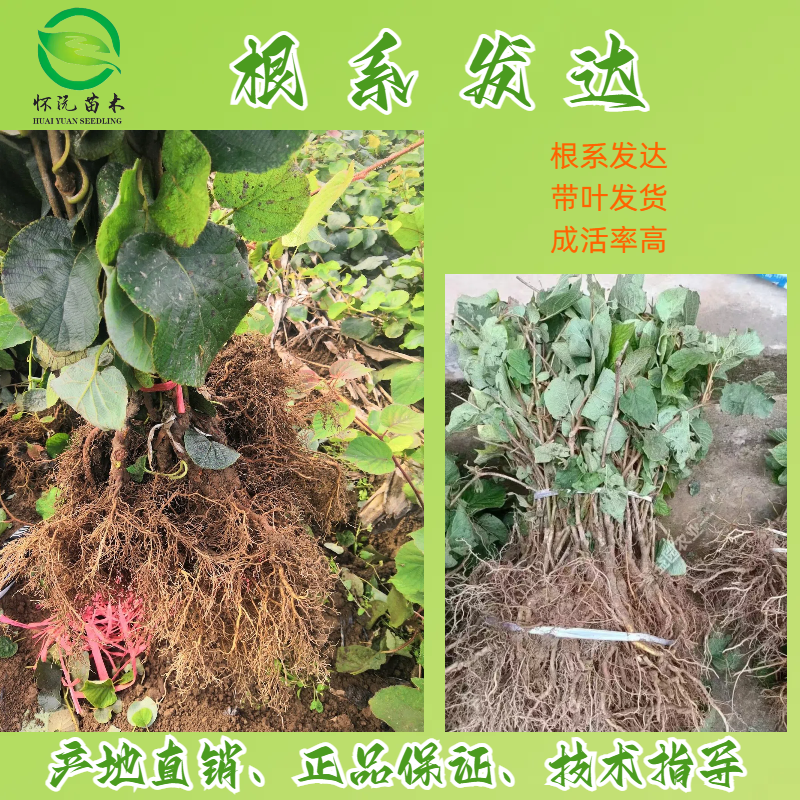 红心猕猴桃苗猕猴桃树苗嫁接苗产地直销【批发】技术指导