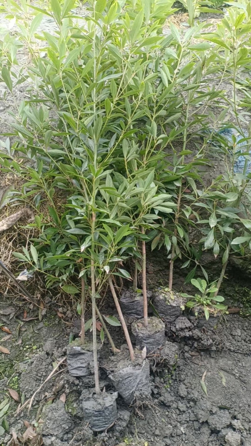 成都金丝楠木小苗批发成都苗木基地供应各类规格金丝楠木