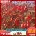 【精品】山萸肉颜色好无籽干度好中药材批发100斤起批