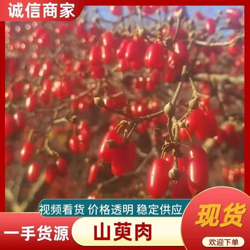 【精品】山萸肉颜色好无籽干度好中药材批发100斤起批