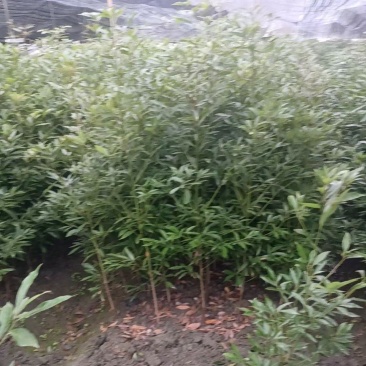 贵州金丝楠木小苗批发贵州苗木基地供应各类规格金丝楠木