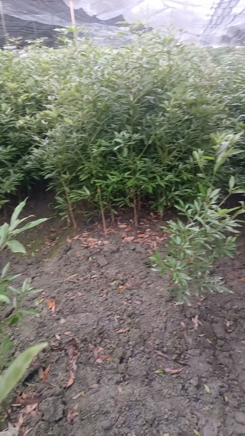贵州金丝楠木小苗批发贵州苗木基地供应各类规格金丝楠木