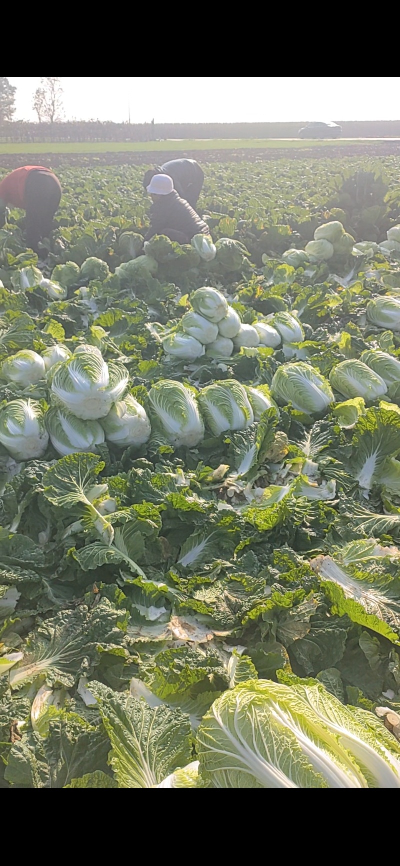 白菜