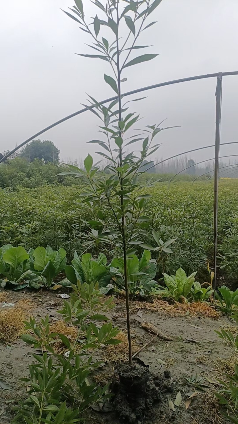 重庆金丝楠木小苗批发重庆苗木基地供应各类规格金丝楠木