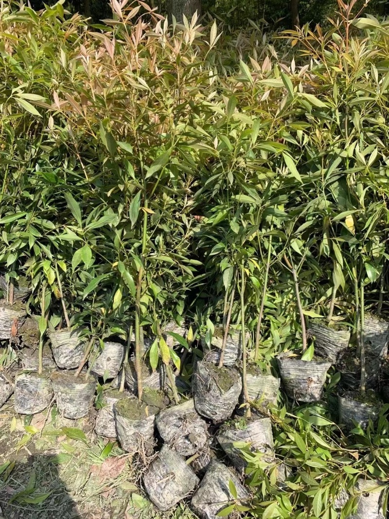 重庆金丝楠木小苗批发重庆苗木基地供应各类规格金丝楠木