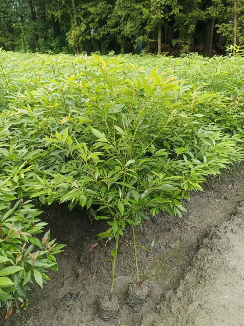 重庆金丝楠木小苗批发重庆苗木基地供应各类规格金丝楠木