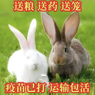 湖北兔子肉兔可活体可处理欢迎联系自家基地接商超市场电商