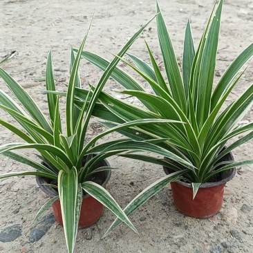 成都金边吊兰批发成都苗木基地供应各类规格金边吊兰基地