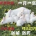 湖北肉兔宠物兔可视频看货品质保证