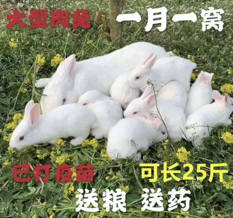 湖北肉兔宠物兔可视频看货品质保证