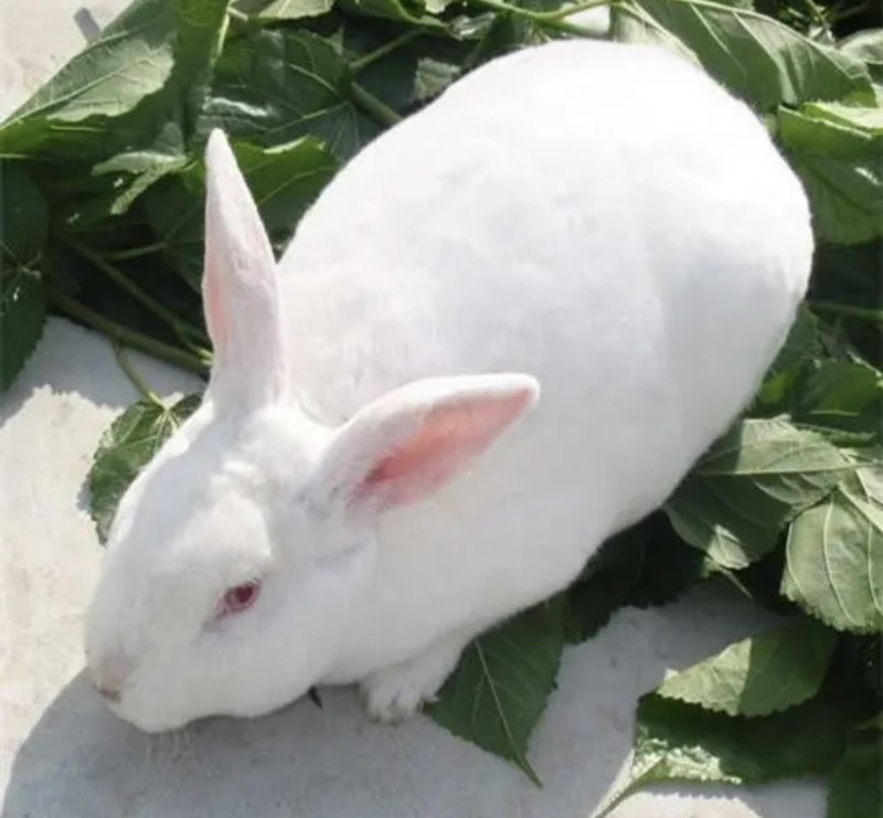 湖北肉兔宠物兔可视频看货品质保证