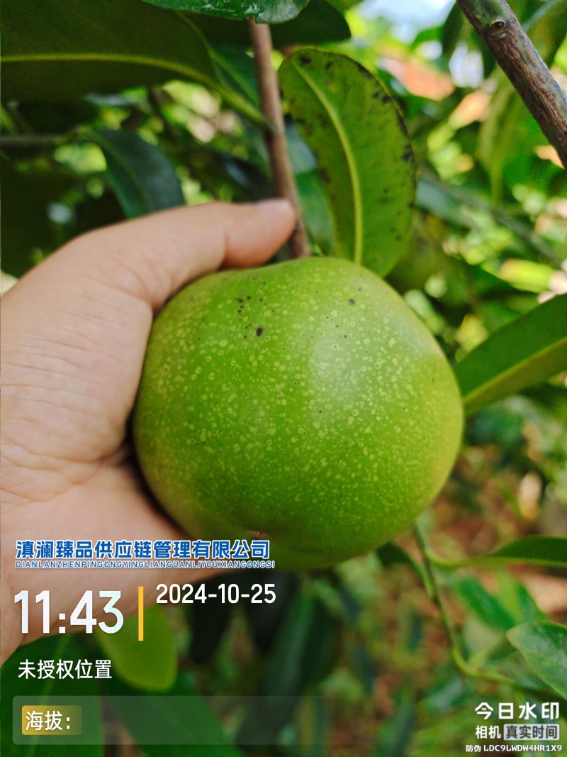 巧克力果布丁果-黑柿