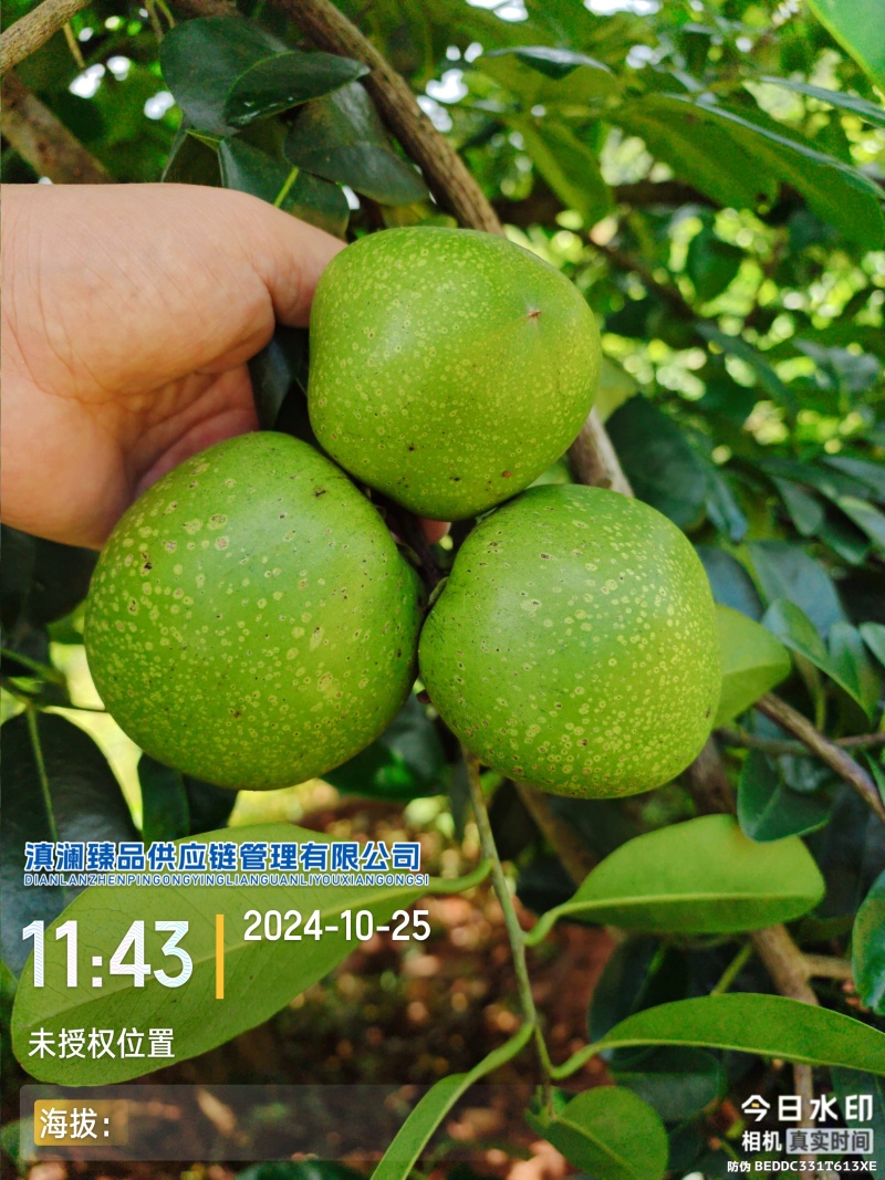 巧克力果布丁果-黑柿
