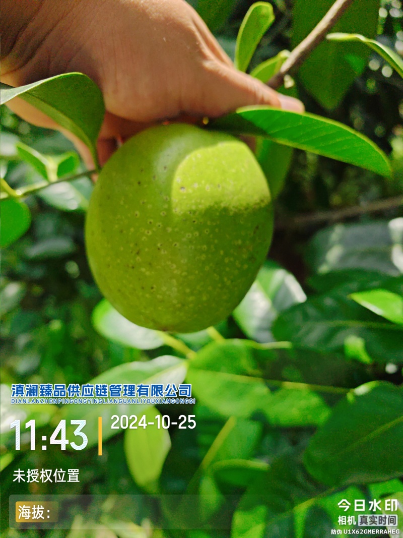 巧克力果布丁果-黑柿