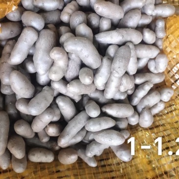 山药豆基地货源量大从优欢迎电话联系