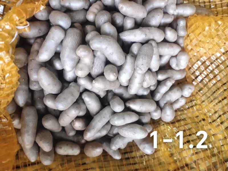 山药豆基地货源量大从优欢迎电话联系