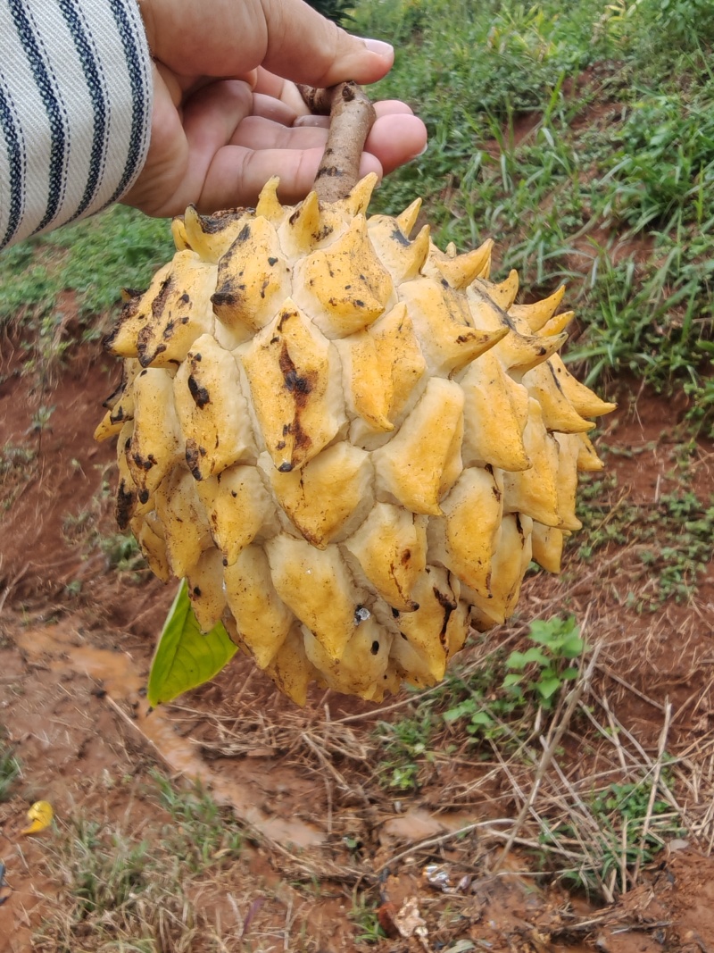 黄龙释迦果