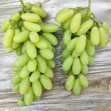 正综金蜜葡萄苗，早熟品种，颗粒更长更大更甜