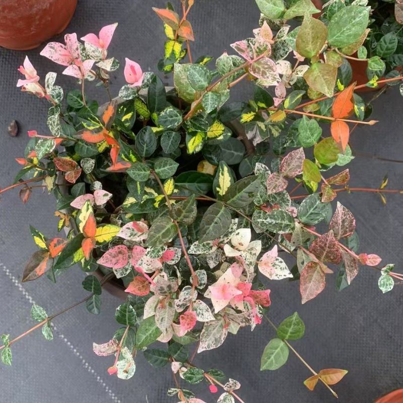 成都花叶络石批发成都苗木基地供应各类规格花叶络石