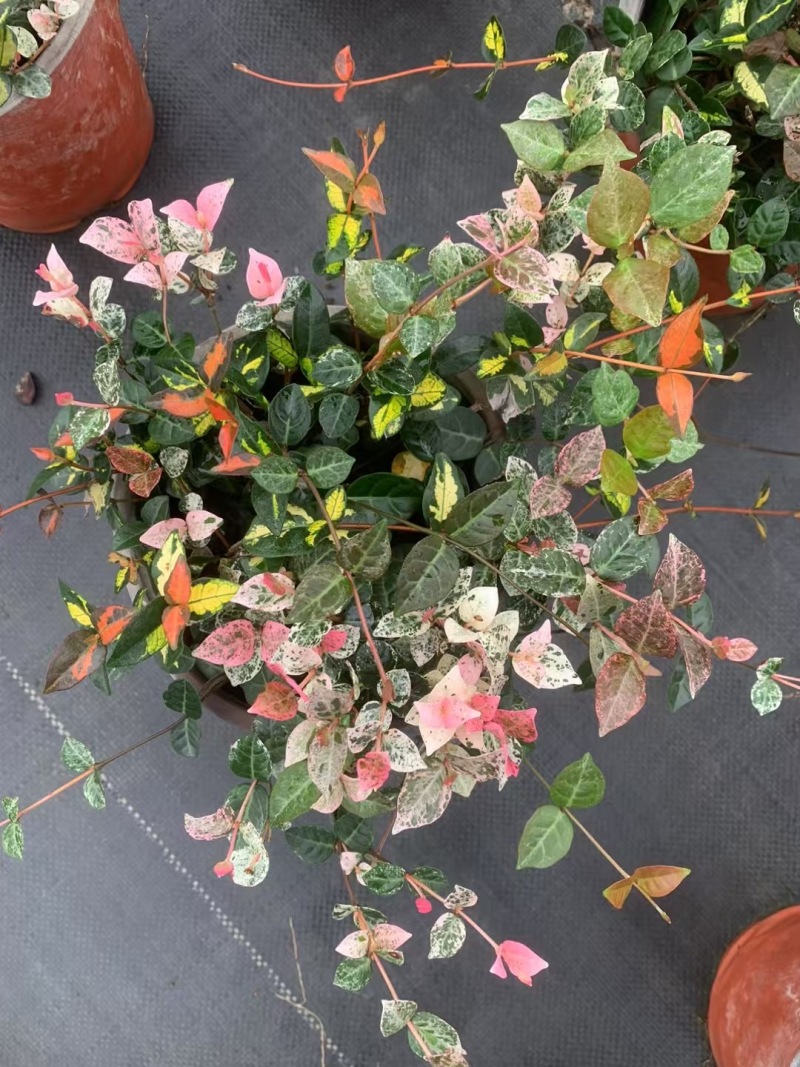 成都花叶络石批发成都苗木基地供应各类规格花叶络石