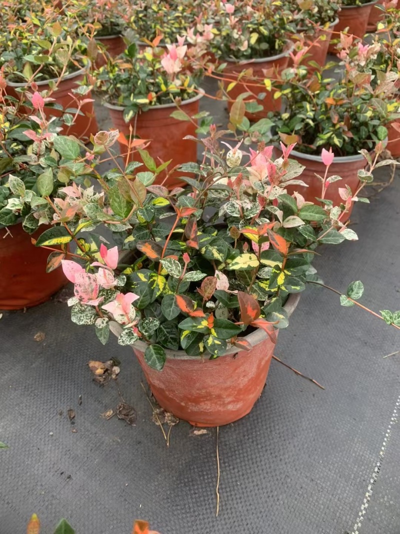 贵州花叶络石批发贵州苗木基地供应各类规格花叶络石基地
