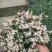 贵州花叶络石批发贵州苗木基地供应各类规格花叶络石基地