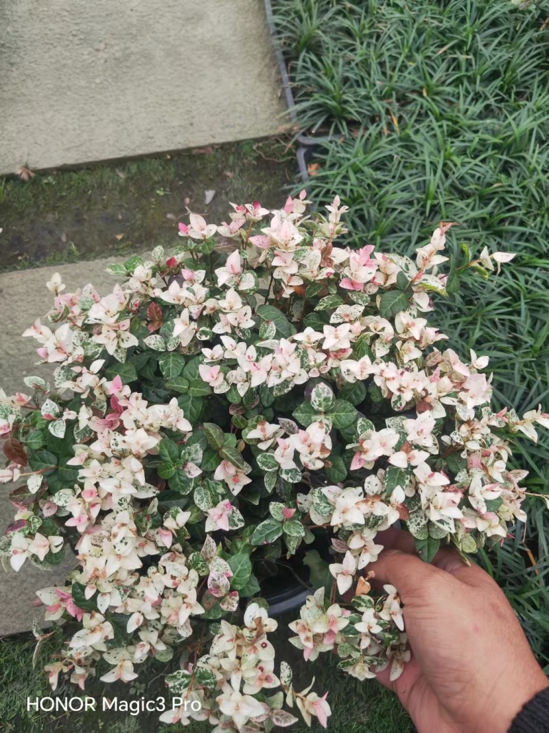 贵州花叶络石批发贵州苗木基地供应各类规格花叶络石基地