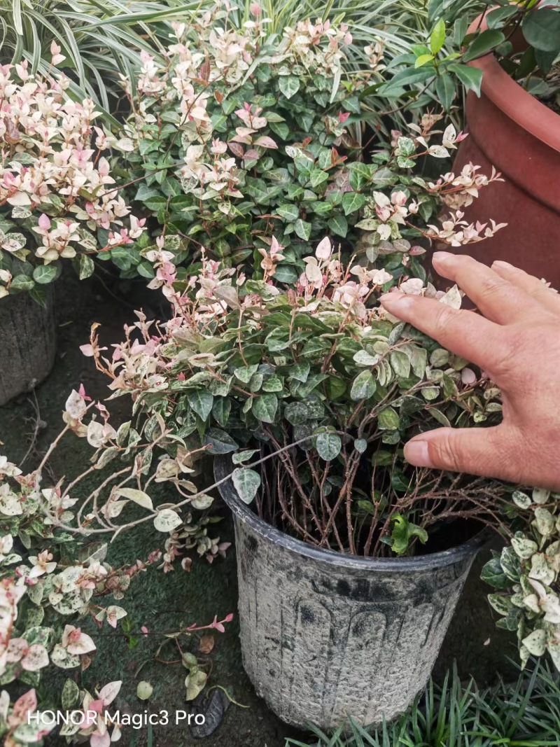 贵州花叶络石批发贵州苗木基地供应各类规格花叶络石基地