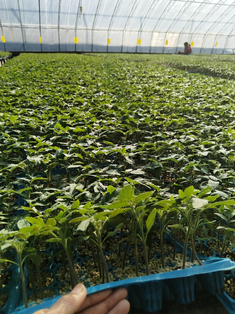小口感番茄苗花生番茄苗小口感番茄苗圣女果苗