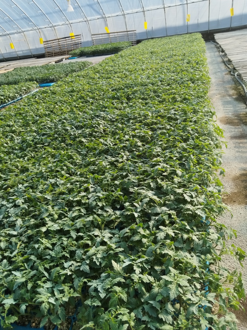 小口感番茄苗花生番茄苗小口感番茄苗圣女果苗