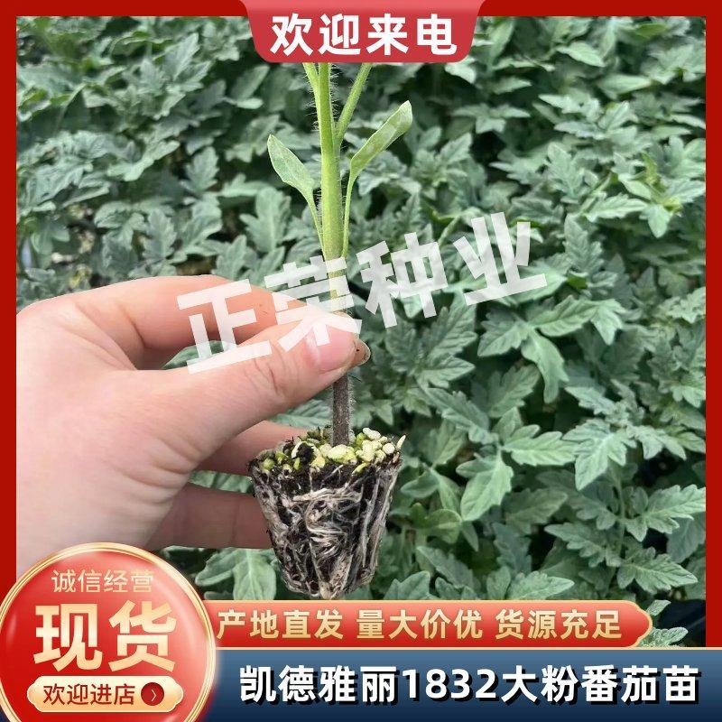 凯德雅丽1832大粉番茄苗果蔬两用西红柿苗寿光苗场