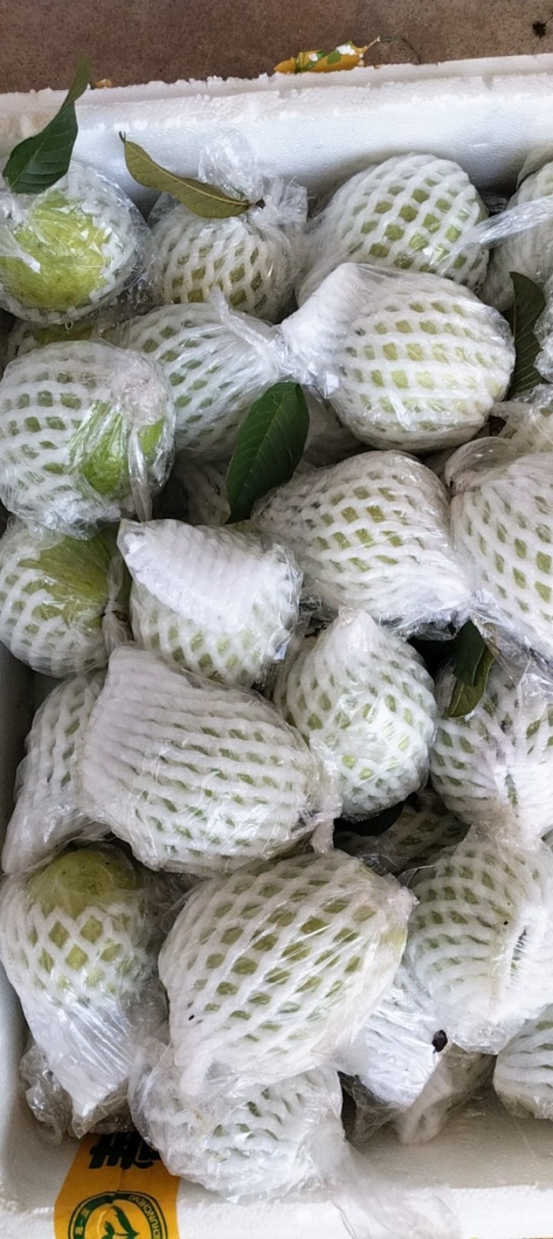 广东芭乐货源充足量大从优品质保证价格美丽