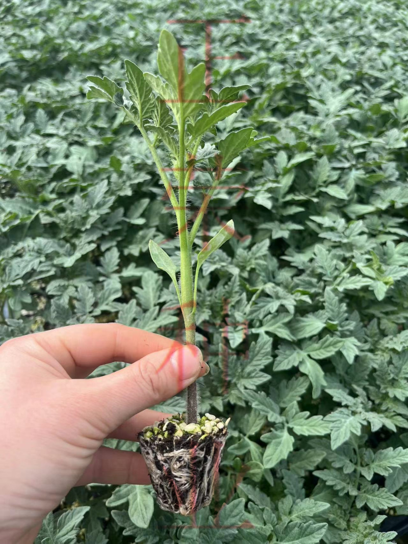 凯德雅丽1832大粉番茄苗果蔬两用西红柿苗寿光苗场