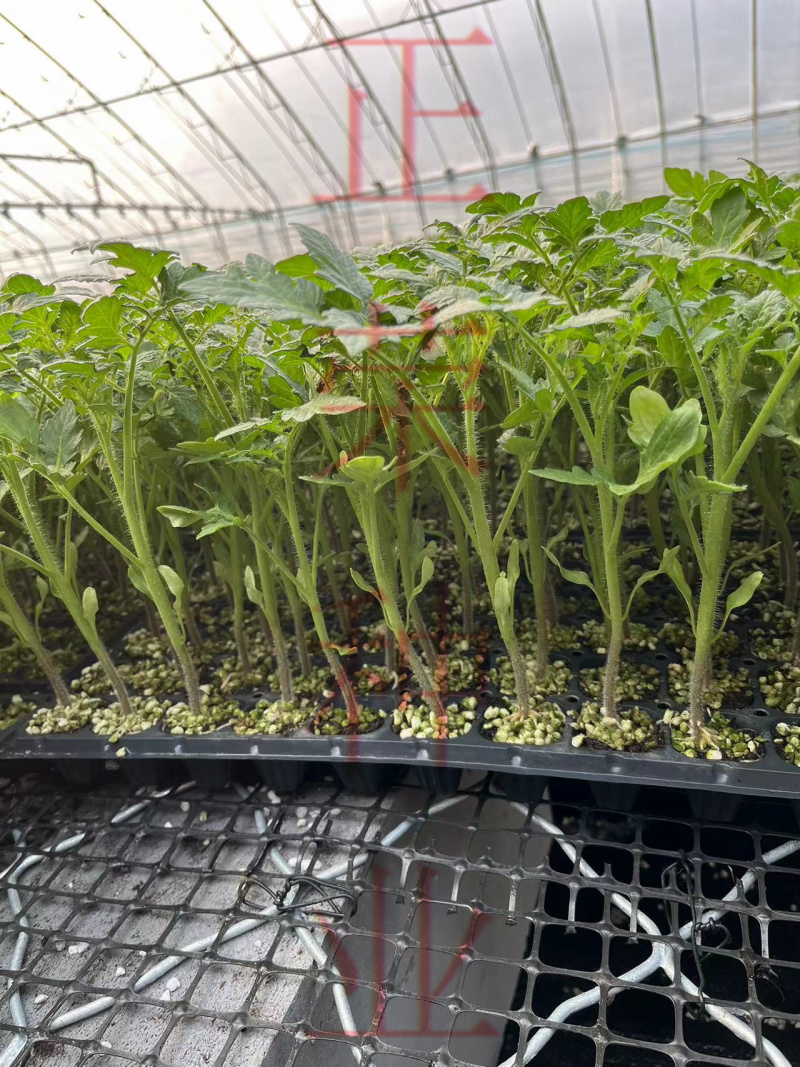 凯德雅丽1832大粉番茄苗果蔬两用西红柿苗寿光苗场