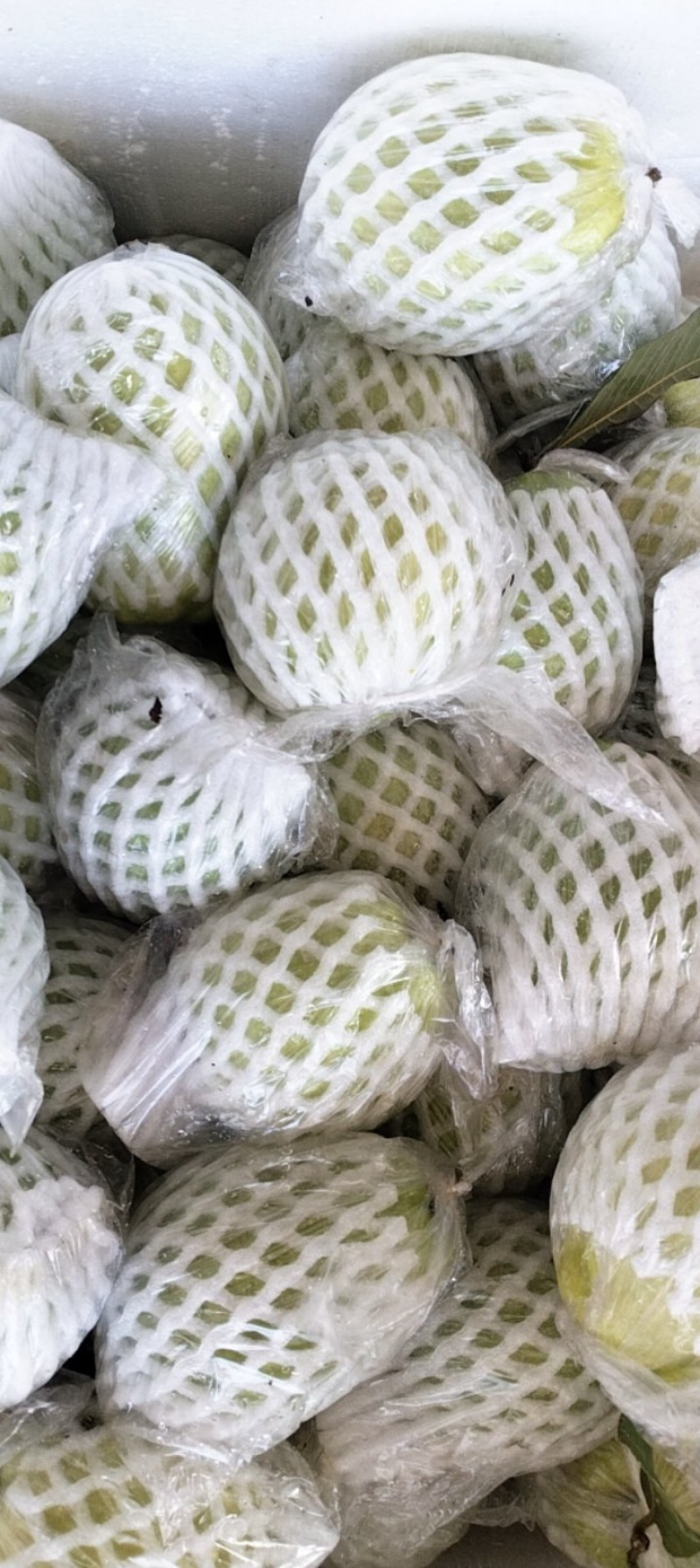 广东芭乐货源充足量大从优品质保证价格美丽