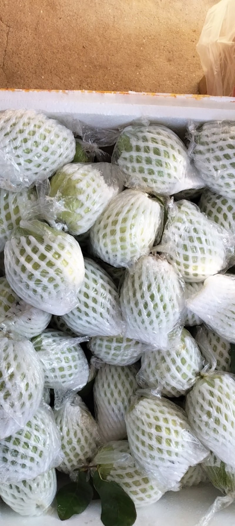 广东芭乐货源充足量大从优品质保证价格美丽