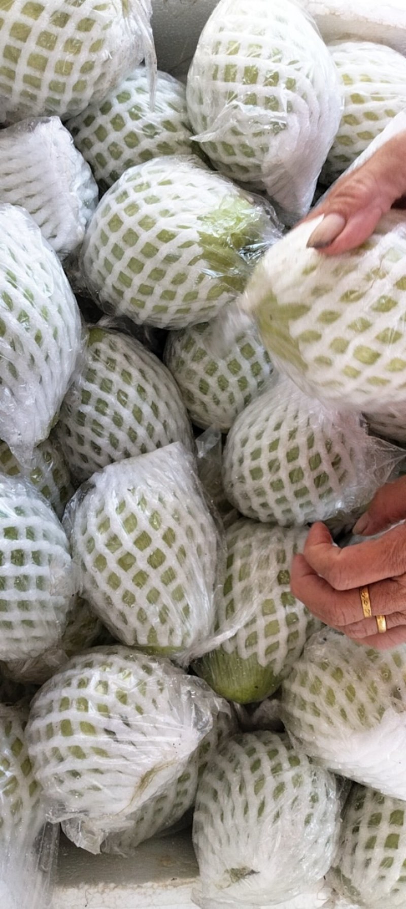 广东芭乐货源充足量大从优品质保证价格美丽