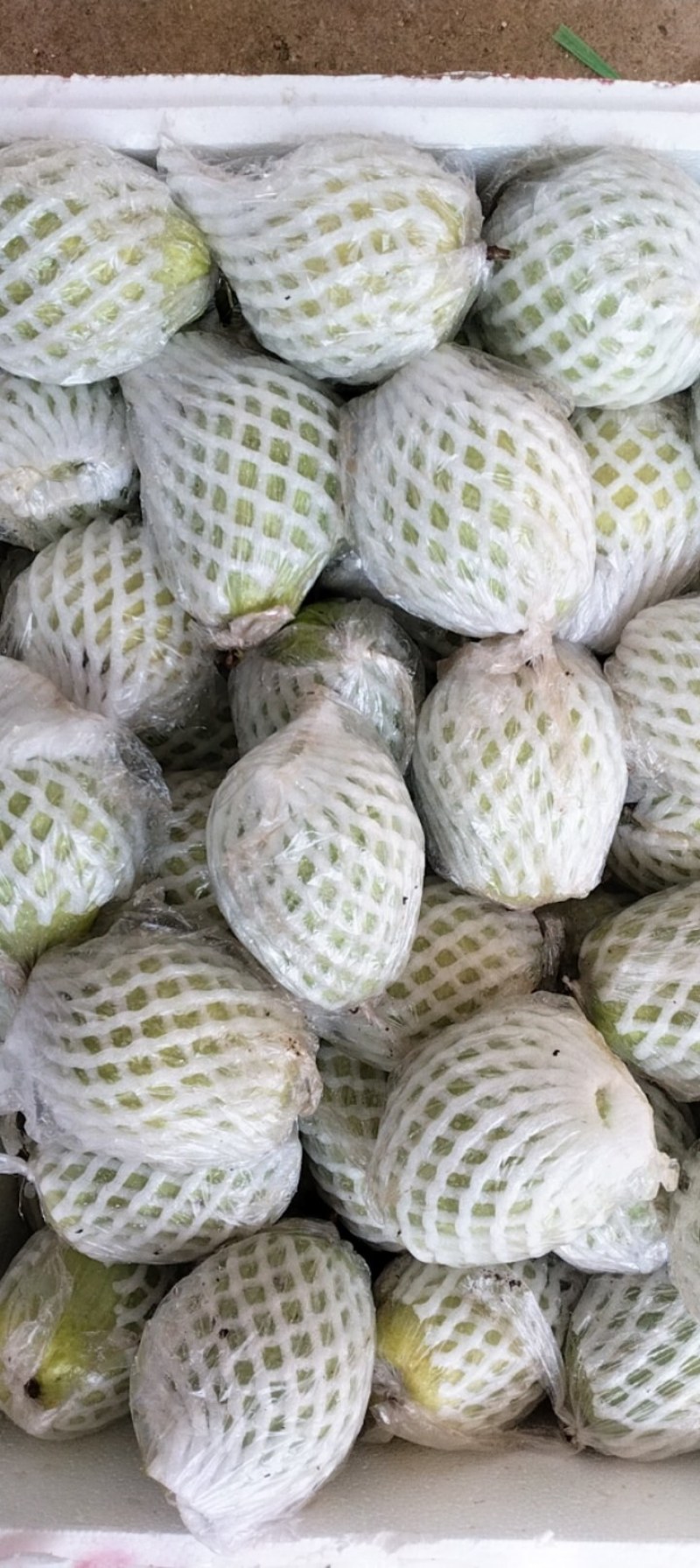 广东芭乐货源充足量大从优品质保证价格美丽