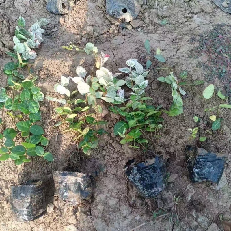 重庆花叶络石批发重庆苗木基地供应各类规格花叶络石基地