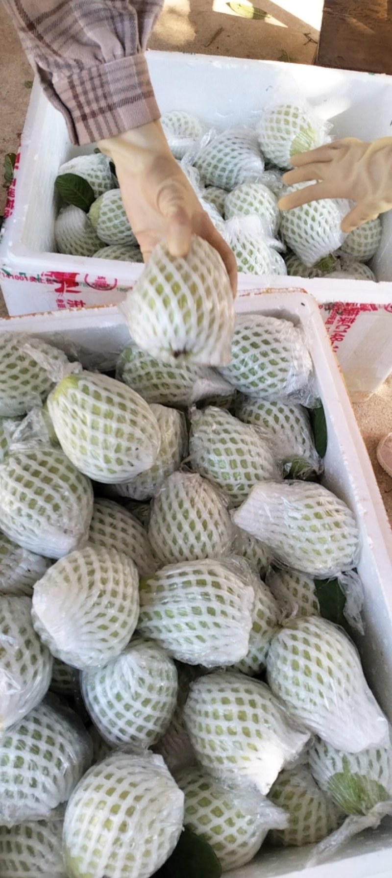 广东芭乐货源充足量大从优品质保证价格美丽