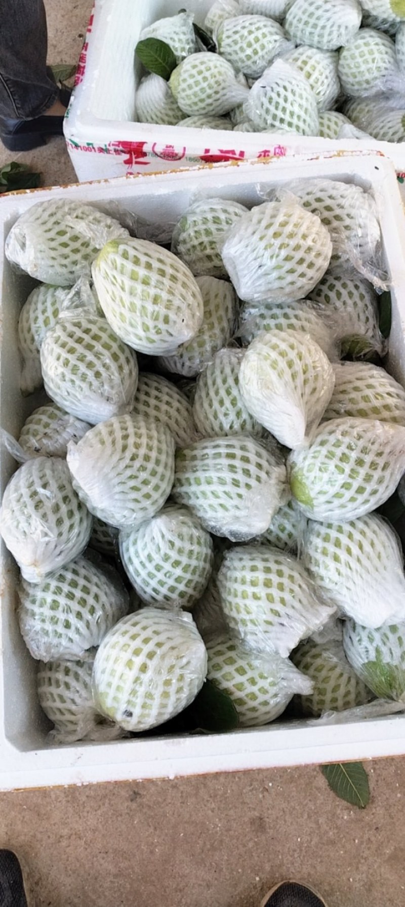 广东芭乐货源充足量大从优品质保证价格美丽