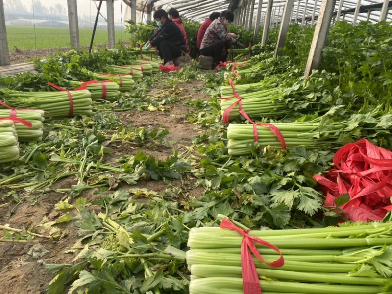 河南滑县史固优质大棚西芹中小颗产地直销