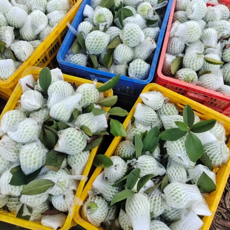 广东芭乐货源充足量大从优品质保证价格美丽