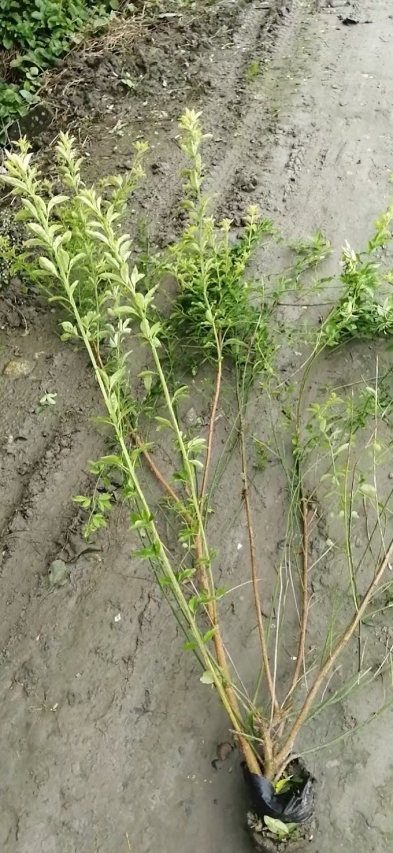 成都迎春批发成都苗木基地供应各类规格迎春基地直销
