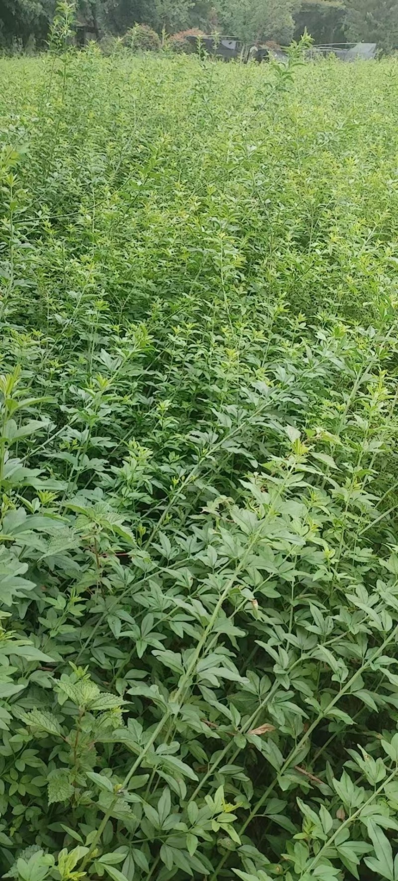成都迎春批发成都苗木基地供应各类规格迎春基地直销
