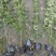 贵州迎春批发贵州苗木基地供应各类规格迎春基地直销