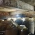 【实力商家】桥坝碧强酒坊厂家直销常年供应价格实惠