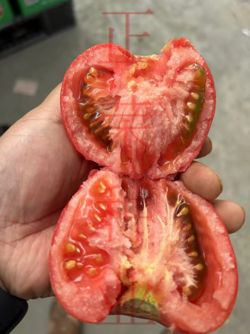 丽莎口感粉果番茄苗果蔬两用西红柿苗量大优惠欢迎选购