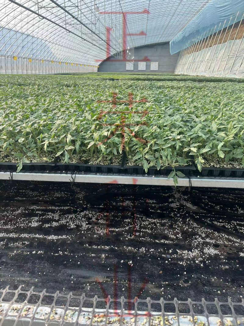 丽莎口感粉果番茄苗果蔬两用西红柿苗量大优惠欢迎选购