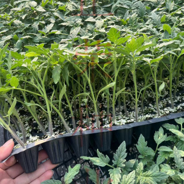 丽莎口感粉果番茄苗果蔬两用西红柿苗量大优惠欢迎选购